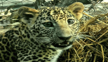 प्रतिकूलतालाई चिर्दै पुनर्जीवन पाएका ‘लियो’