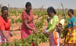 अमेरिकी कर नीतिको कारण अफ्रिकी किसान प्रभावित