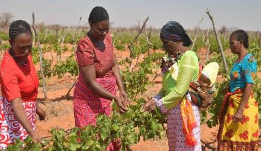 अमेरिकी कर नीतिको कारण अफ्रिकी किसान प्रभावित