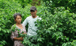 अकबरेखेती गरेका किसानलाई बजारको चिन्ता