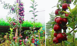 बागलुङका एक जनप्रतिनिधि व्यावसायिक स्याउखेतीमा रमाउँदै