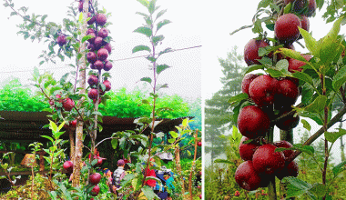 बागलुङका एक जनप्रतिनिधि व्यावसायिक स्याउखेतीमा रमाउँदै