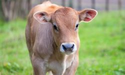 पोखरामा पाडी–बाछी हुर्काउन किसानलाई अनुदान