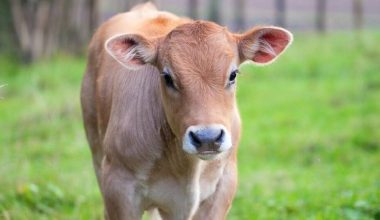 पोखरामा पाडी–बाछी हुर्काउन किसानलाई अनुदान