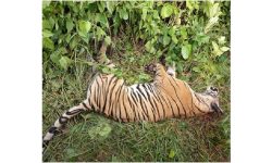 पर्साको ठोरीमा पाटे बाघ मृत भेटियो