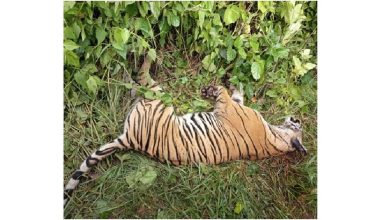 पर्साको ठोरीमा पाटे बाघ मृत भेटियो