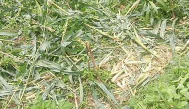 जङ्गली जनावरको आतङ्कले खेतबारीमै बास