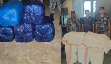 सप्तरीको सुरुङ्गाबाट ९८ के.जी. गाँजा बरामद