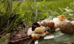 प्राकृतिक देवता मान्दै भ्यागुतालाई भात