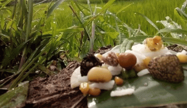 प्राकृतिक देवता मान्दै भ्यागुतालाई भात