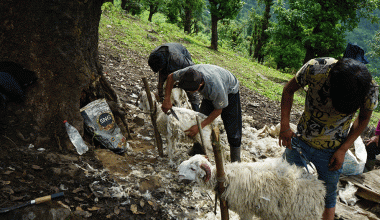 प्रयोग हुन छाडेपछि खेर जाँदै भेडाको ऊन