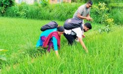 जेठो बुढो धानमा ‘ब्लाष्ट’ रोग देखियो