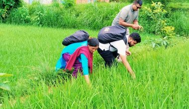 जेठो बुढो धानमा ‘ब्लाष्ट’ रोग देखियो