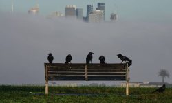 बढ्दो प्रदूषण वा अन्य वातावरणीय समस्याका कारण चराहरूमा ‘लिङ्ग परिवर्तन’