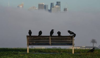 बढ्दो प्रदूषण वा अन्य वातावरणीय समस्याका कारण चराहरूमा ‘लिङ्ग परिवर्तन’