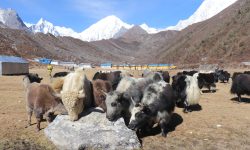 वन्यजन्तुको आक्रमणबाट मनाङमा ८७ पशुधन क्षति