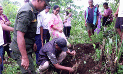 नवलपुरको गैँडाकोटमा चियाको परीक्षण खेती