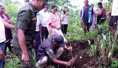 नवलपुरको गैँडाकोटमा चियाको परीक्षण खेती