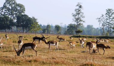 शुक्लाफाँटामा दुर्लभ वन्यजन्तु कृष्णसारको संख्यामा वृद्धि