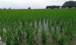 साउन सकिँदा महोत्तरीमा करिब ७५ प्रतिशत रोपाइँ