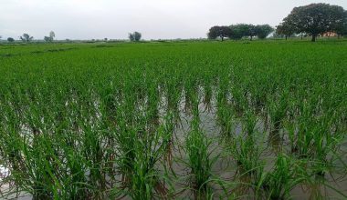 अविरल वर्षाले धानबालीमा क्षति