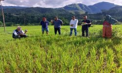 एकहजार फाँटको धानबालीमा मरुवा रोगको समस्या