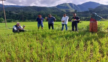 एकहजार फाँटको धानबालीमा मरुवा रोगको समस्या