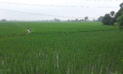 सुक्खाग्रस्त सङ्कट झेलेका पर्साका कृषकलाई मलखादको पिरलो