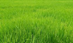 धानबालीमा डढुवा रोगको समस्या