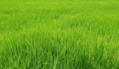 धानबालीमा डढुवा रोगको समस्या