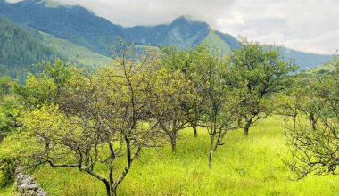 ढोरपाटन र निसेलढोरमा स्याउ नफल्दा किसान चिन्तित