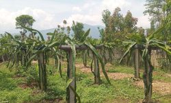 व्यावसायिक ड्रागनखेतीमा रमाउँदै भोजपुरका किसान