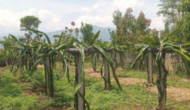 व्यावसायिक ड्रागनखेतीमा रमाउँदै भोजपुरका किसान