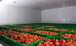 मुस्ताङ र बागलुङमा फलफूल चिस्यानगृह निर्माण