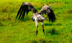 आठ दिनको उपचारपछि पुनर्जीवन पाएको सानो खैरो गिद्ध