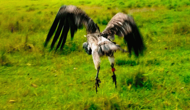 आठ दिनको उपचारपछि पुनर्जीवन पाएको सानो खैरो गिद्ध