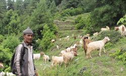 ‘बाख्रापालनबाट मिल्यो सफलता’