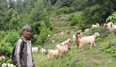 ‘बाख्रापालनबाट मिल्यो सफलता’