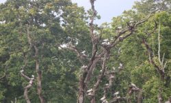 घुँगीफोर गरुडको प्रजनन केन्द्र बन्दै चितवनको बाटुलीपोखरी