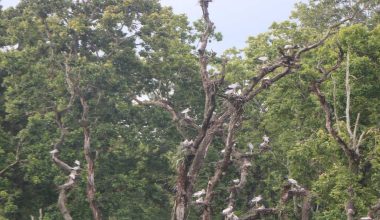 घुँगीफोर गरुडको प्रजनन केन्द्र बन्दै चितवनको बाटुलीपोखरी