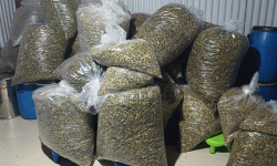 भानु नगरपालिकाले गुन्द्रुक ब्राण्डिङ गर्ने