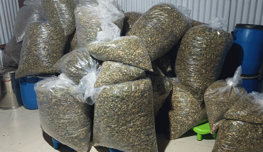 भानु नगरपालिकाले गुन्द्रुक ब्राण्डिङ गर्ने