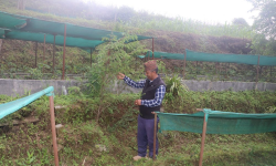 जडीबुटीखेती गरेर वार्षिक सातलाखसम्म आम्दानी लिँदै वडाध्यक्ष शेर्पा