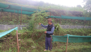 जडीबुटीखेती गरेर वार्षिक सातलाखसम्म आम्दानी लिँदै वडाध्यक्ष शेर्पा