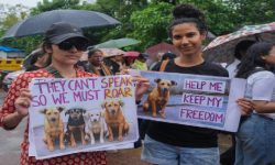 नयाँदिल्लीको सडकमा बेवारिसे कुकुरहरूलाई छाड्न भारतीय सर्वोच्च अदालतको आदेश