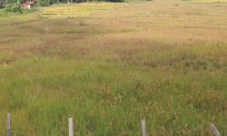 नाम्खाको लिमीमा खेतीयोग्य जमिन बाँझिने क्रम बढ्दै