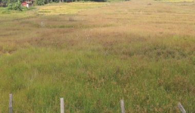 नाम्खाको लिमीमा खेतीयोग्य जमिन बाँझिने क्रम बढ्दै