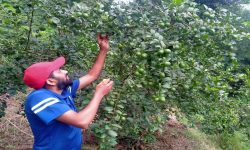 बाँझिएको जमिनलाई फाँडेर रहरलाग्दो कागतीखेती