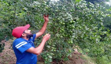 बाँझिएको जमिनलाई फाँडेर रहरलाग्दो कागतीखेती