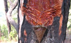 खोटो बेचेर अठार लाख बढी आम्दानी